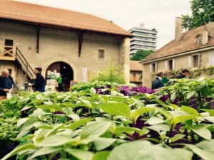 Le Ferme de Budé Fournisseur des fruits et légumes du Beef un restaurant